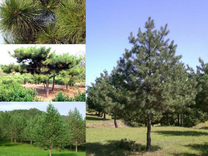 景園苗木與房地產(chǎn)合作