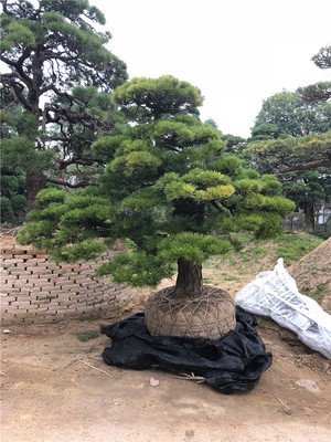油松的盆景是如何栽培管理技術？
